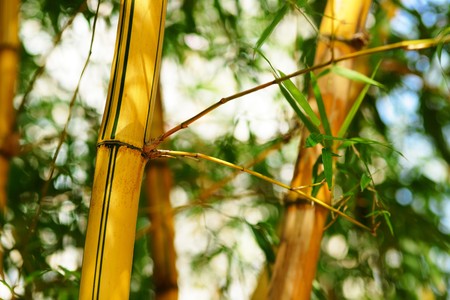 Bamboo forest backgroundの写真素材