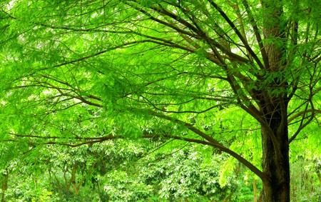 treeの写真素材