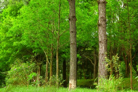 tree in forest