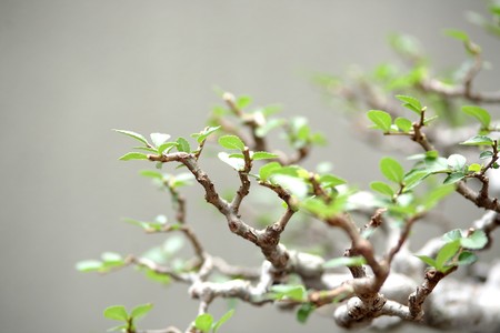 leaf of plantの写真素材