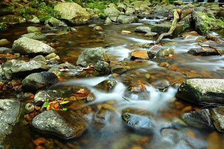 fresh stream in forest