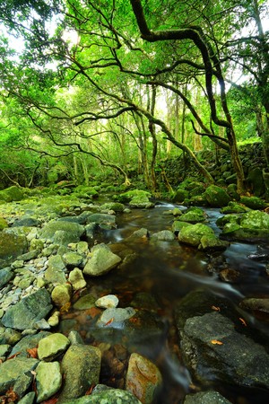 stream in forestの写真素材
