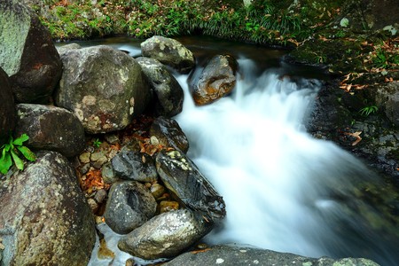 stream in jungle