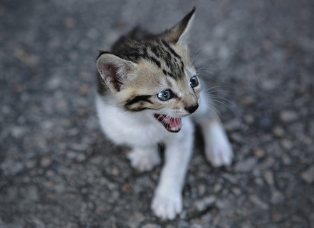 baby catの写真素材