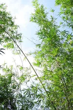 Bamboo forestの写真素材