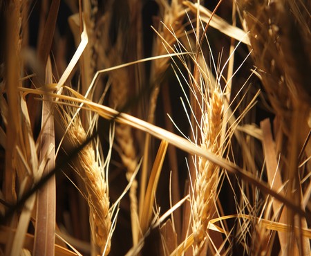 wheatの写真素材