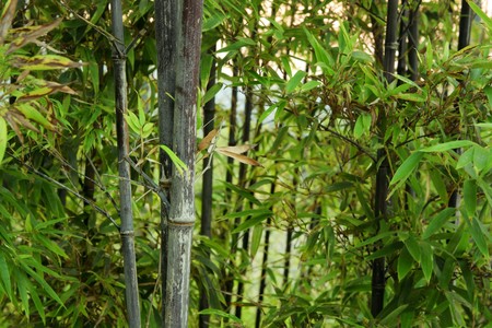 bambooの写真素材