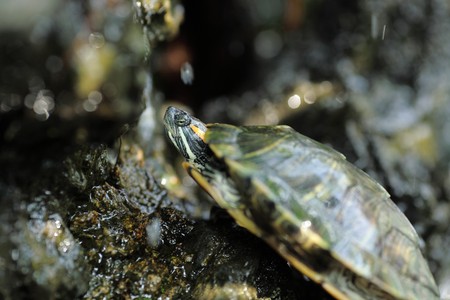 turtle