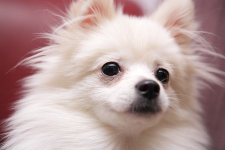 dog, white Pomeranianの写真素材