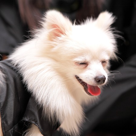 dog smile, pomeranianの写真素材