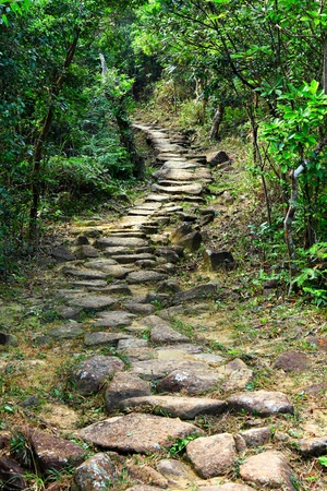 Forest roadの写真素材