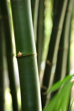 bambooの写真素材