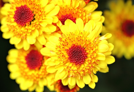yellow flower close upの写真素材