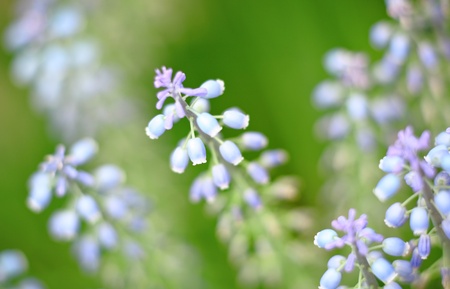 Hyancinthの写真素材