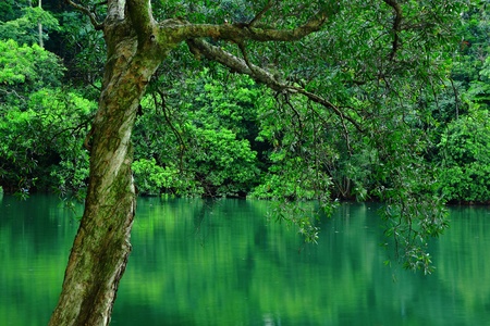 tree in waterの写真素材