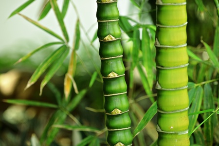bambooの写真素材