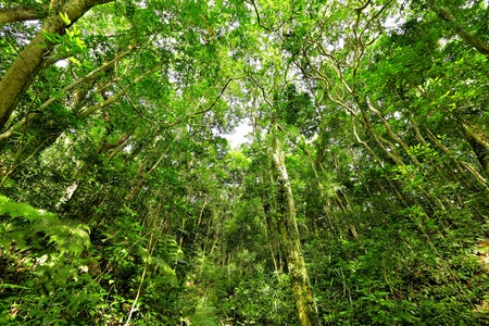 forest