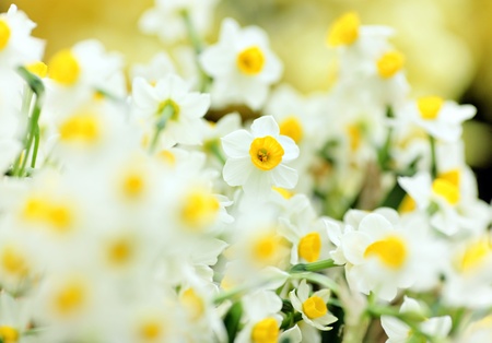 narcissus flowersの写真素材