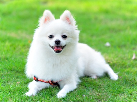 adorable white pomeranianの写真素材