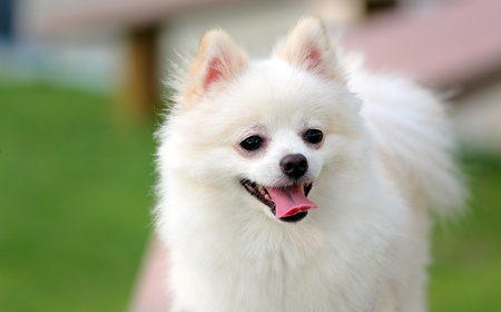 adorable white pomeranianの写真素材