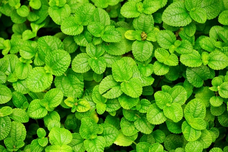 Green leaves backgroundの写真素材