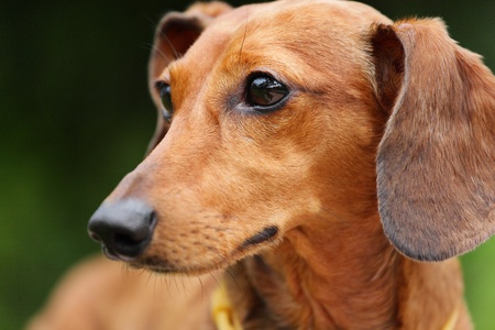 dachshund dogの写真素材