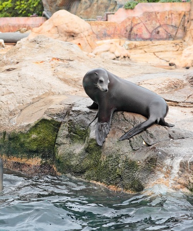 Sea Lionの写真素材