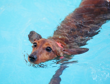 dachshund dog swimming in swimming poolの写真素材