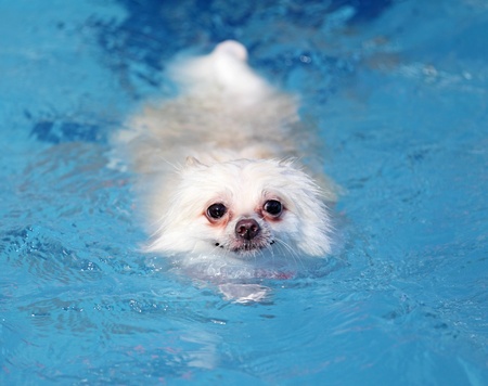 white pomeranian dog swimming in swimming poolの写真素材