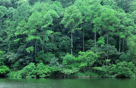 lake with wood