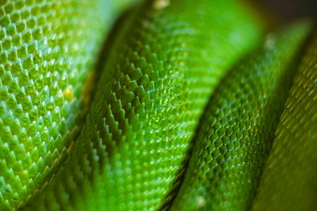 green snake skinの写真素材