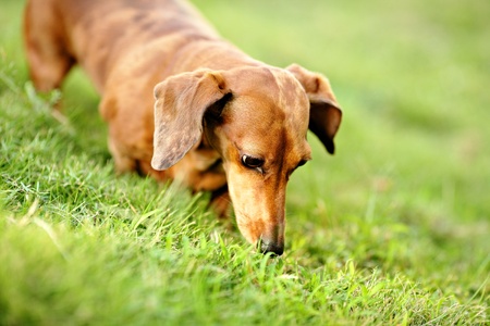 dachshund dogの写真素材