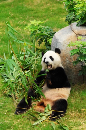 pandaの写真素材
