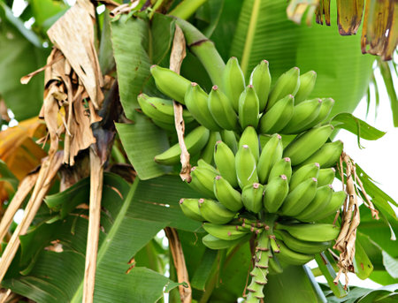 banana on treeのeditorial素材