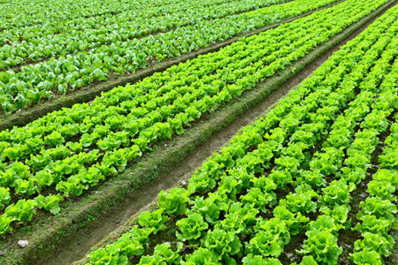lettuce plant in fieldのeditorial素材