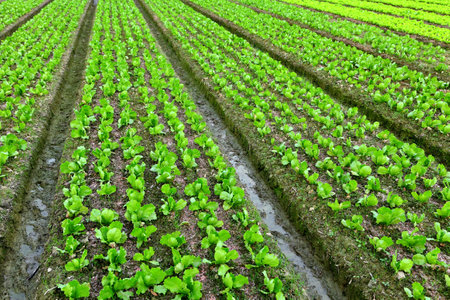 lettuce plant in fieldのeditorial素材