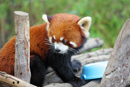 red pandaの写真素材