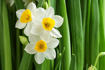 narcissus flowerの写真素材