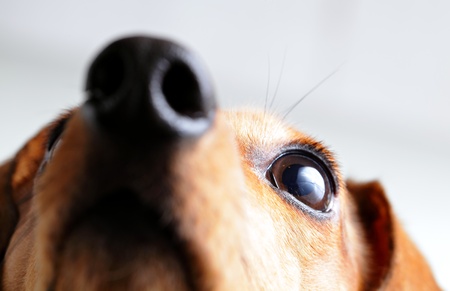dachshund dogの写真素材