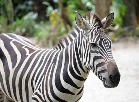 zebraの写真素材