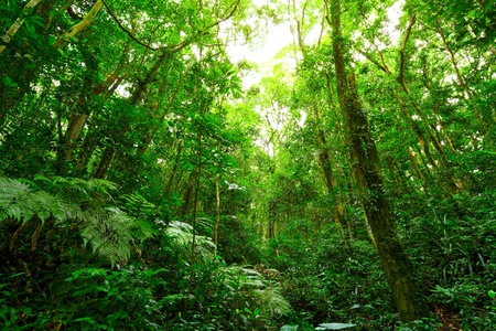 forest forest