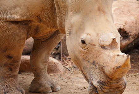 rhinoの写真素材