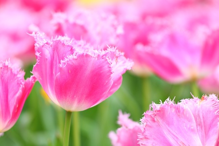 close up of pink tulipの写真素材