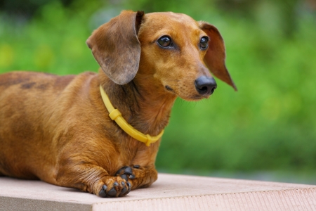 dachshund dogの写真素材