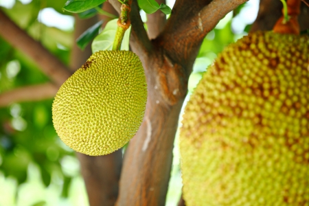 Jackfruit