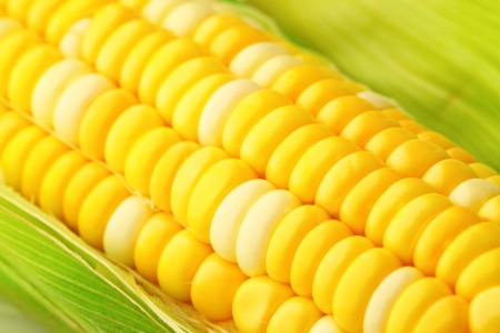 corn cob with green leaves