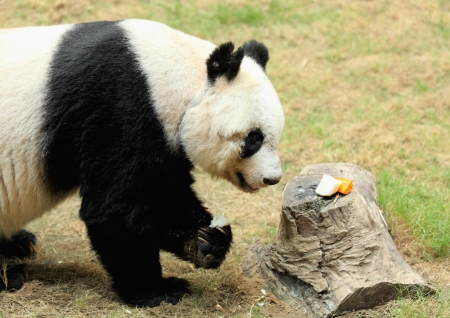 giant pandaの写真素材