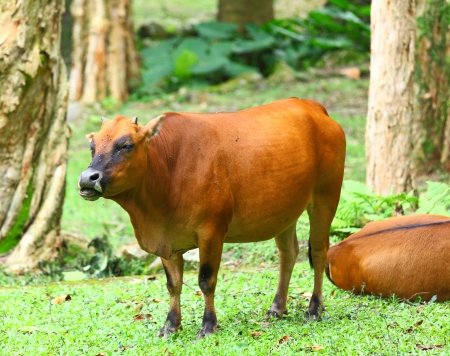 Cowの写真素材