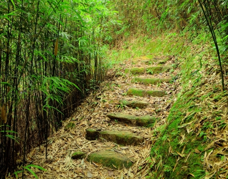 path in bamboo forest