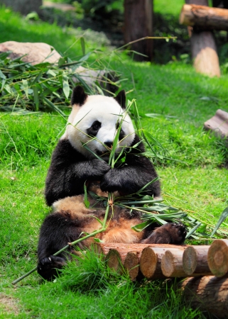 pandaの写真素材